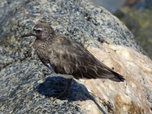 Black Turnstone