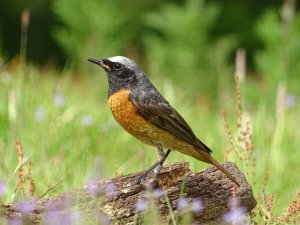 Common Redstart