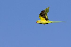 Rose-ringed parakeet