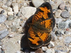 Pearl Crescent