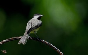 Carolina Chickadee