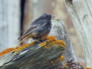 Black Redstart