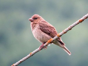 Common Rosefinch