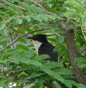 Jacobin Cuckoo