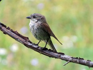 Red-backed Shrike