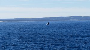 Souther  Right Whale