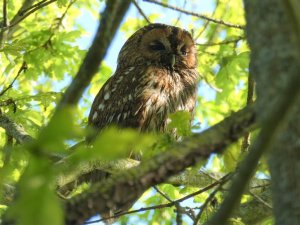 Tawny Owl