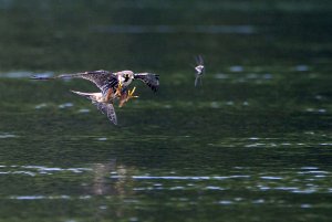 Eurasian hobby