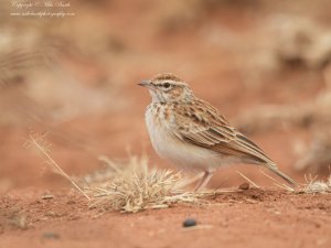 Foxy Lark