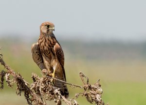 Common Kestrel