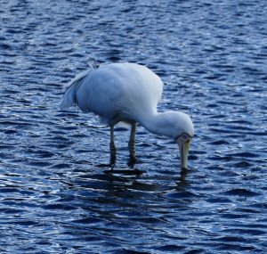 Yellow Billed Spoonbill