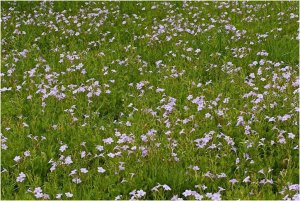 Violet Wild Petunia