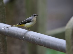 Grey Wagtail