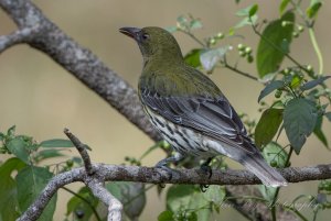 Olive-backed Oriole