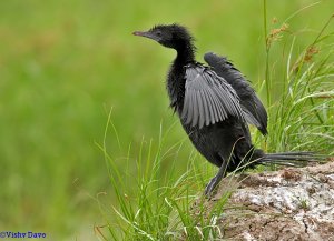 Little cormorant