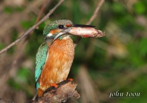 kingfisher