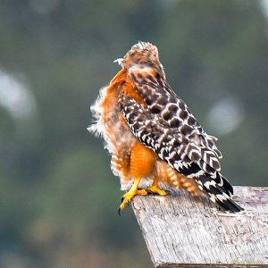 Red-shoulder Hawk profile