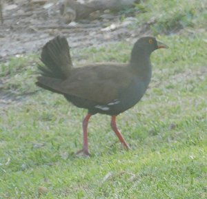 Black-tailed native Hen