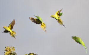 Dancing Parakeets