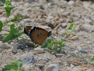 Plain Tiger butterfly