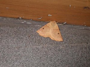 Scalloped Oak