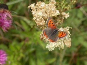 Small Copper