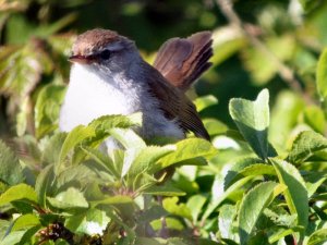 Cettis Warbler