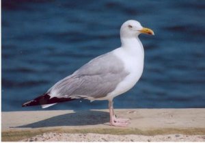 Herring Gull