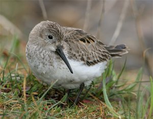 Dunlin(juv)