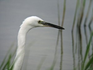 Little Egret