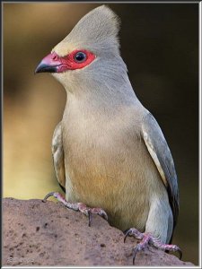 Red-faced Mousebird