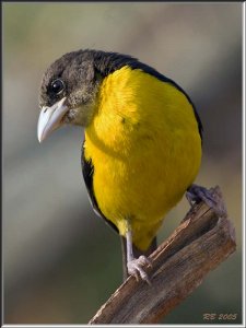 Forest Weaver