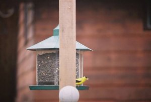 American Goldfinch