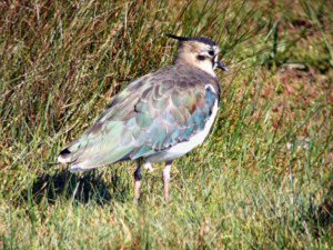 Lapwing