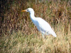 Cattle Egret