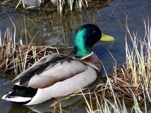 Mallard  Drake