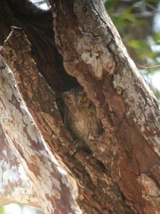 Pacific Screech-owl