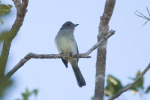 Pale-bellied Mourner