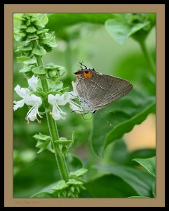 Hairstreak