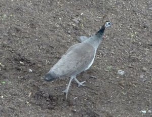 Peafowl  Female