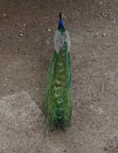 Peafowl Male