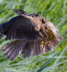 Bittern at Minsmere