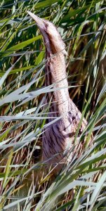 Bittern