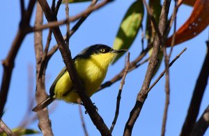 Common Tody-Flycatcher