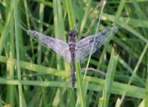 Blackdarter_covered_in_dew_early_morning