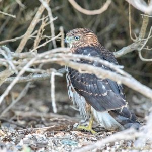 Juvenile sharp-shinned hawk under a bush