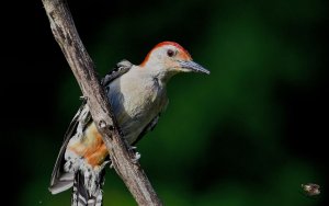 Red-bellied Woodpecker