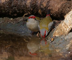 Red-browed Finches drinking