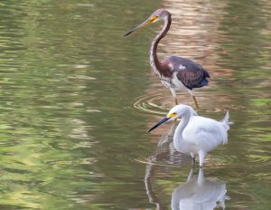 Snowy Egret and Tri-Color Heron