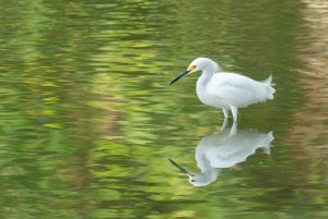 Snowy Egret Sees his Shadow